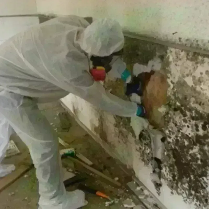 Mold Remediation and Removal in McFarland, CA